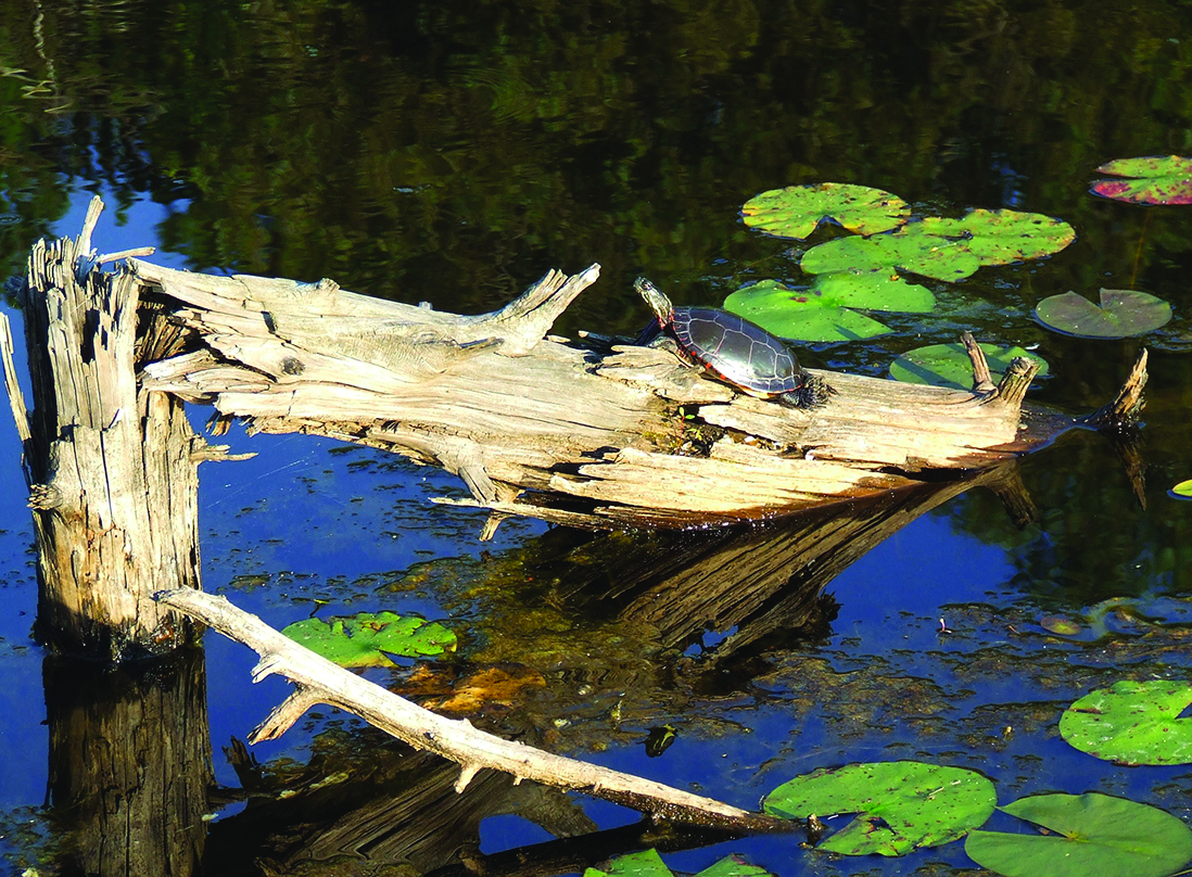 Turtle on log in water